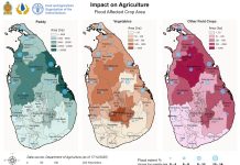 Floods Severely Impact Agriculture Across Sri Lanka, Threatening Food Security